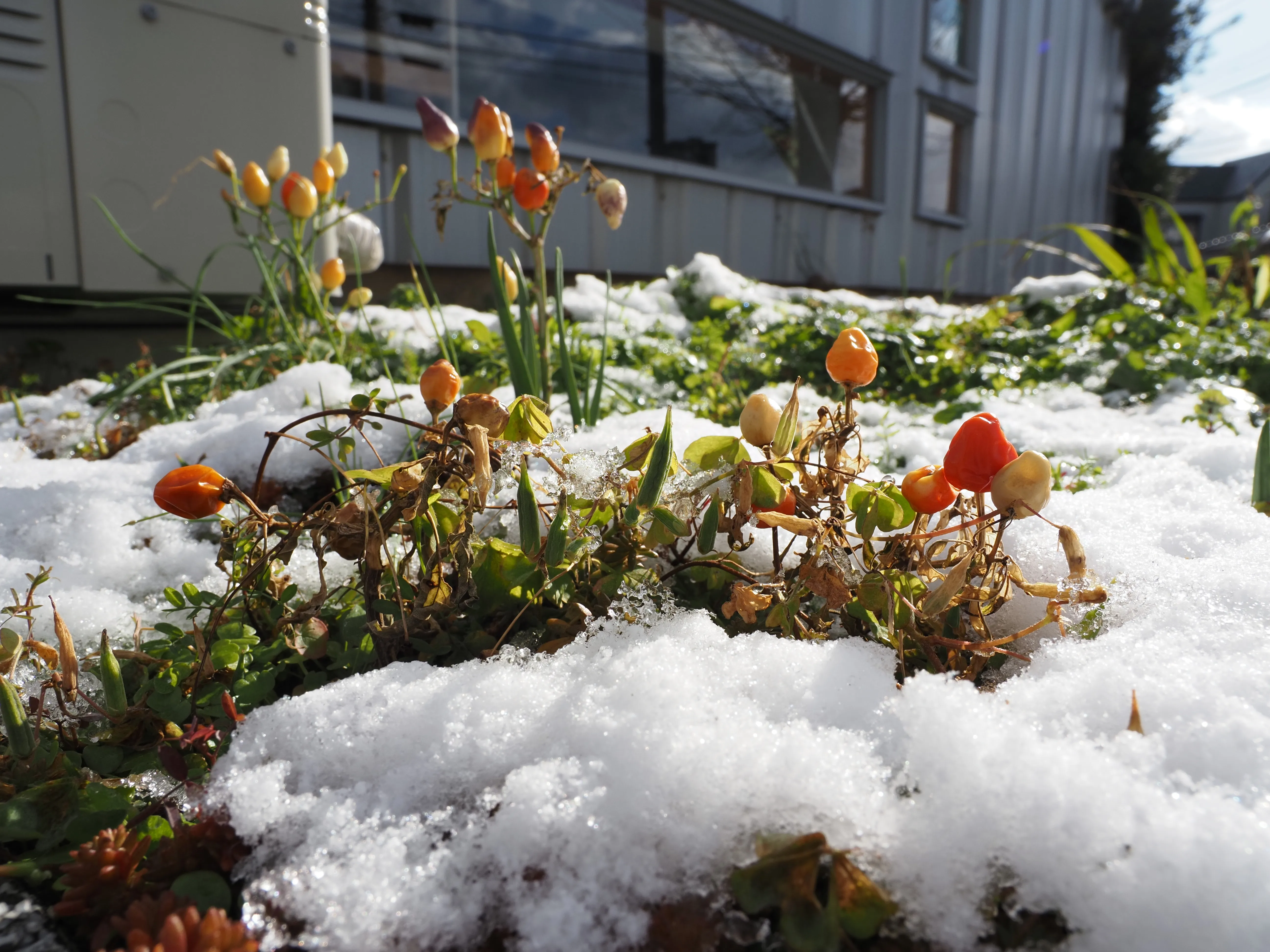 正体不明の植物の写真